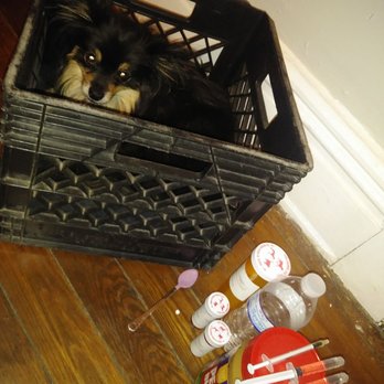 Fairfield Veterinary Hospital - Confined to the milk crate to restrict movement, unable to stand or walk or eat, her prognosis appeared beyond grim. - Veterinarians Near Me - Richmond, Virginia Fairfield Veterinary Hospital - Confined to the milk crate to restrict movement, unable to stand or walk or eat, her prognosis appeared beyond grim. - Veterinarians Near Me - Richmond, Virginia