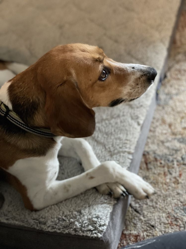 COLONIAL VETERINARY HOSPITAL Updated October 2024 10 Reviews 1007 Pump Rd, Richmond