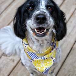 Meyer's Canine Colony