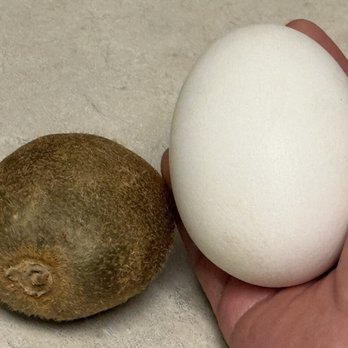 Hot Vit Lon Long An - Goose egg compare to a kiwi :-) - Coffee & Tea Near Me - Westminster, California