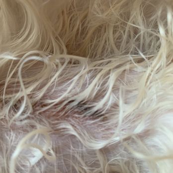 Bff Petwash - Pet Groomers Near Me - Brooklyn, New York