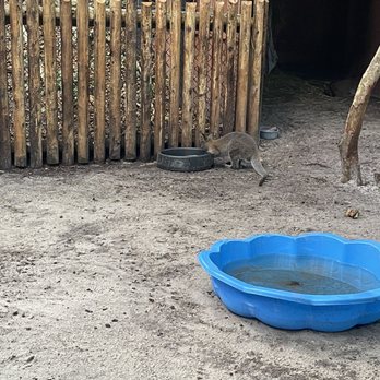Jungle Island - Dirty water habitats were not kept up need fans - Amusement Parks Near Me - Miami, Florida Jungle Island - Dirty water habitats were not kept up need fans - Amusement Parks Near Me - Miami, Florida