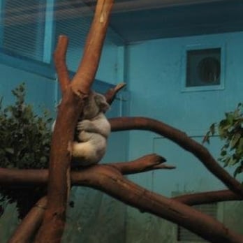 Edinburgh Zoo - Koala! - Zoos Near Me - Edinburgh, EDH