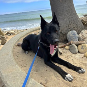 Be Free Dog Training - Severus showing off his new "place" command at the beach! - Pet Training Near Me Be Free Dog Training - Severus showing off his new "place" command at the beach! - Pet Training Near Me