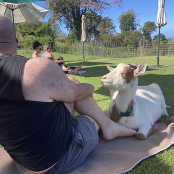 Maui Goat Yoga - Relaxing with a goat. - Animal Assisted Therapy Near Me - Kula, Hawaii Maui Goat Yoga - Relaxing with a goat. - Animal Assisted Therapy Near Me - Kula, Hawaii