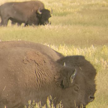BrushBuck Wildlife Tours - Bison - Tours Near Me - Jackson, Wyoming