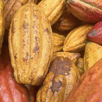 Lydgate Farms - I never would have guessed! These look like squash! This is where the magic starts! - Botanical Gardens Near Me - Kapaa, Hawaii