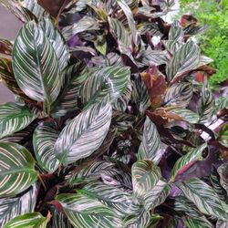 Calathea.
