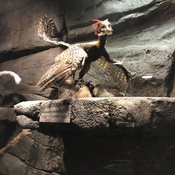 The Dinosaur Store - Museums Near Me - Cocoa Beach, Florida