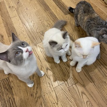 Vintage Cat Cafe - Cats at Vintage Cat Cafe. - Coffee & Tea Near Me - Toronto, Ontario Vintage Cat Cafe - Cats at Vintage Cat Cafe. - Coffee & Tea Near Me - Toronto, Ontario