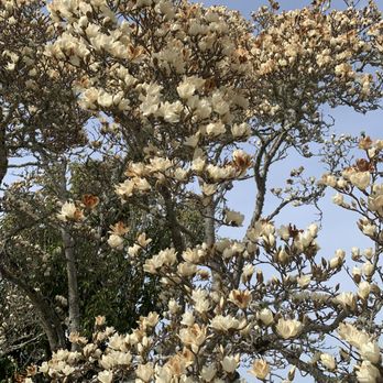 Filoli - Magnolia - Botanical Gardens Near Me - Woodside, California