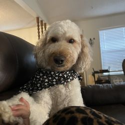 PAWfection Pet Salon - He always gets the cutest bandanas with his grooming!