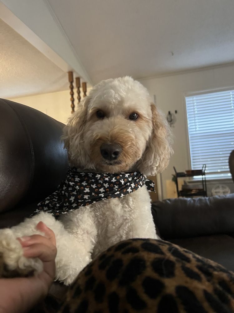 PAWfection Pet Salon Image