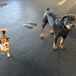 Maximus and Sofie