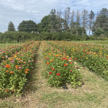 Rough Cut BBQ - Zinnia Fields next to the fining area- chock full of butterflies too - Barbeque Near Me - Tamaqua, Pennsylvania Rough Cut BBQ - Zinnia Fields next to the fining area- chock full of butterflies too - Barbeque Near Me - Tamaqua, Pennsylvania