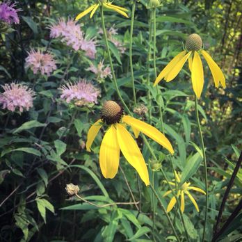 Nerstrand Big Woods State Park - Yellow coneflower - Parks Near Me - Nerstrand, Minnesota