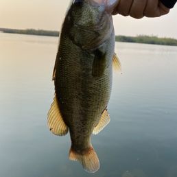 15inch @ 2.15lb Bass. First cast on top water lure. 15inch @ 2.15lb Bass. First cast on top water lure.