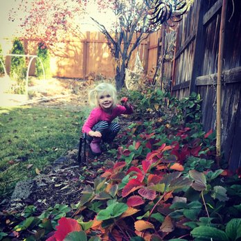 New Bloom - Our little strawberry patch produced through October last year. Kid approved! - Lawn Services Near Me New Bloom - Our little strawberry patch produced through October last year. Kid approved! - Lawn Services Near Me