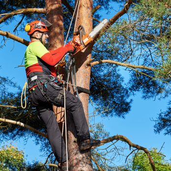 Druid City Arborists - Tree Services Near Me Druid City Arborists - Tree Services Near Me
