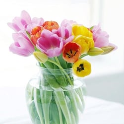 Station Flowers