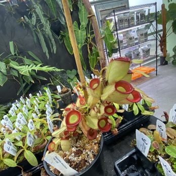 Carnivero - Nurseries & Gardening Near Me - Austin, Texas