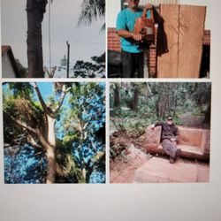 Tom Aliscio Tree Care