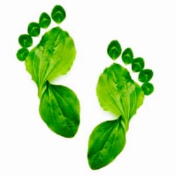 Kauai Reflexology - Organic foot reflexology using certified organic coconut oil. Add on an organic foot sugar scrub and hot towel treat for $15!