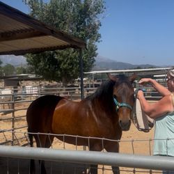 Courses 4 Horses