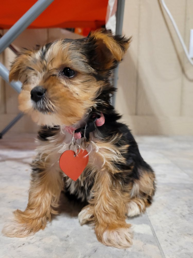 YORKIES FOR SALE Updated August 2024 Hickory, North Carolina Pet