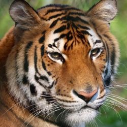 York Wild Kingdom