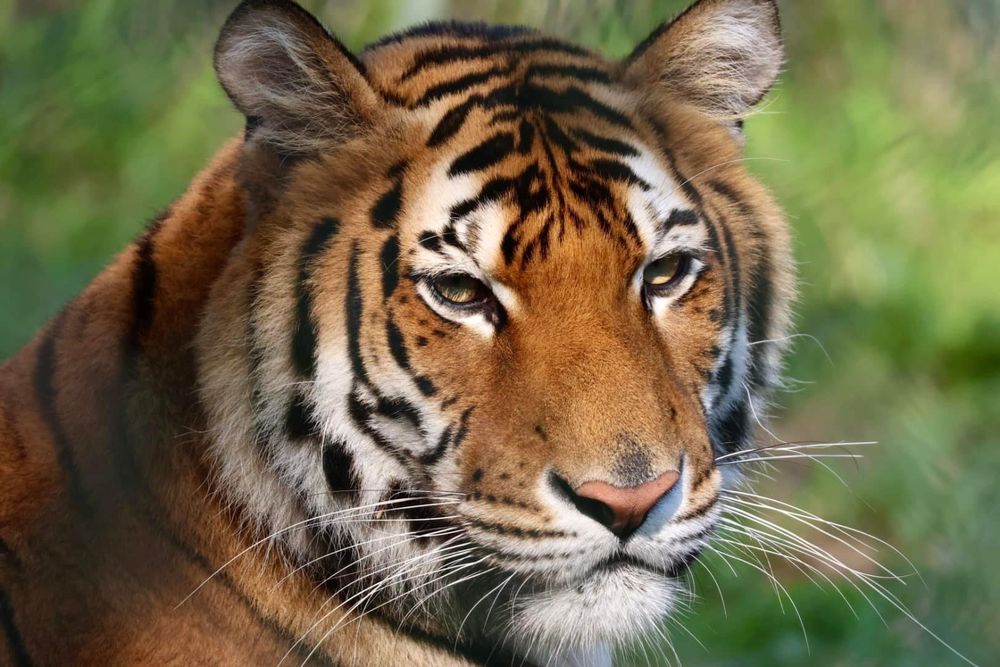 YORK WILD KINGDOM - Updated June 2025 - 316 Photos & 174 Reviews - 1 ...