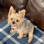 Photo of D Best Pet Sitting