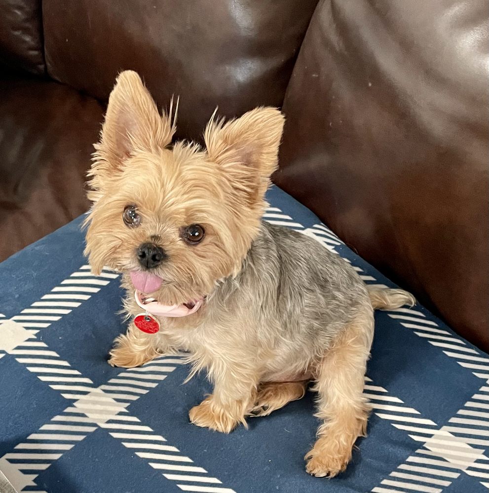 D Best Pet Sitting - pet boarding facility in Dallas, TX