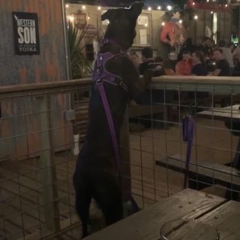 Cedar Creek - Dog friendly patio - Bars Near Me - Houston, Texas Cedar Creek - Dog friendly patio - Bars Near Me - Houston, Texas