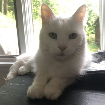 Happy Pet Care - Pet Sitting Near Me - Brighton, Massachusetts