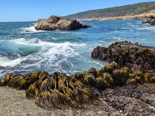 Salt Point State Park by null