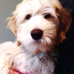 Happy, the labradoodle, relaxed for his visit
