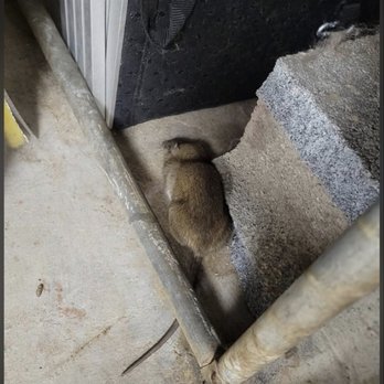 Poconos Barking Lot - Rat - Pet Groomers Near Me - Sciota, Pennsylvania