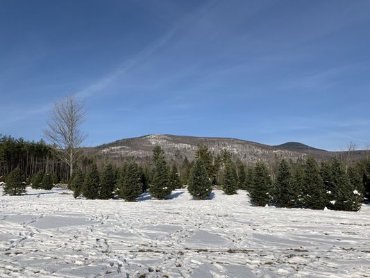 Nh christmas trees