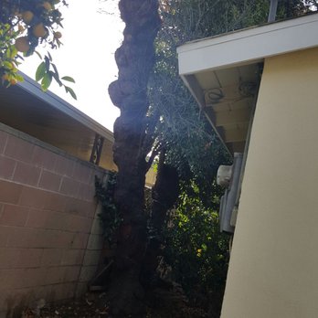 Golden State Tree Service - BEFORE - Tree Services Near Me - Glendora, California