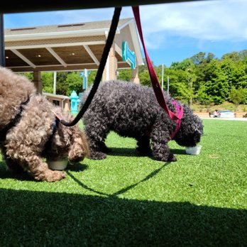 Pet Paradise Cary - Doggy Ice Cream - Pet Boarding Near Me - Apex, North Carolina