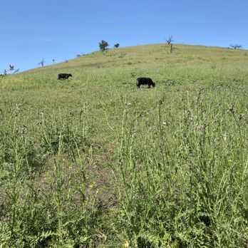 Seven Hills Park - Cow fields by the park - Parks Near Me - Union City, California Seven Hills Park - Cow fields by the park - Parks Near Me - Union City, California