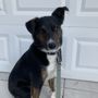 Photo of Biggest Little Pet Sitter