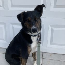 Biggest Little Pet Sitter - Every client receives an update and photo after our visit!