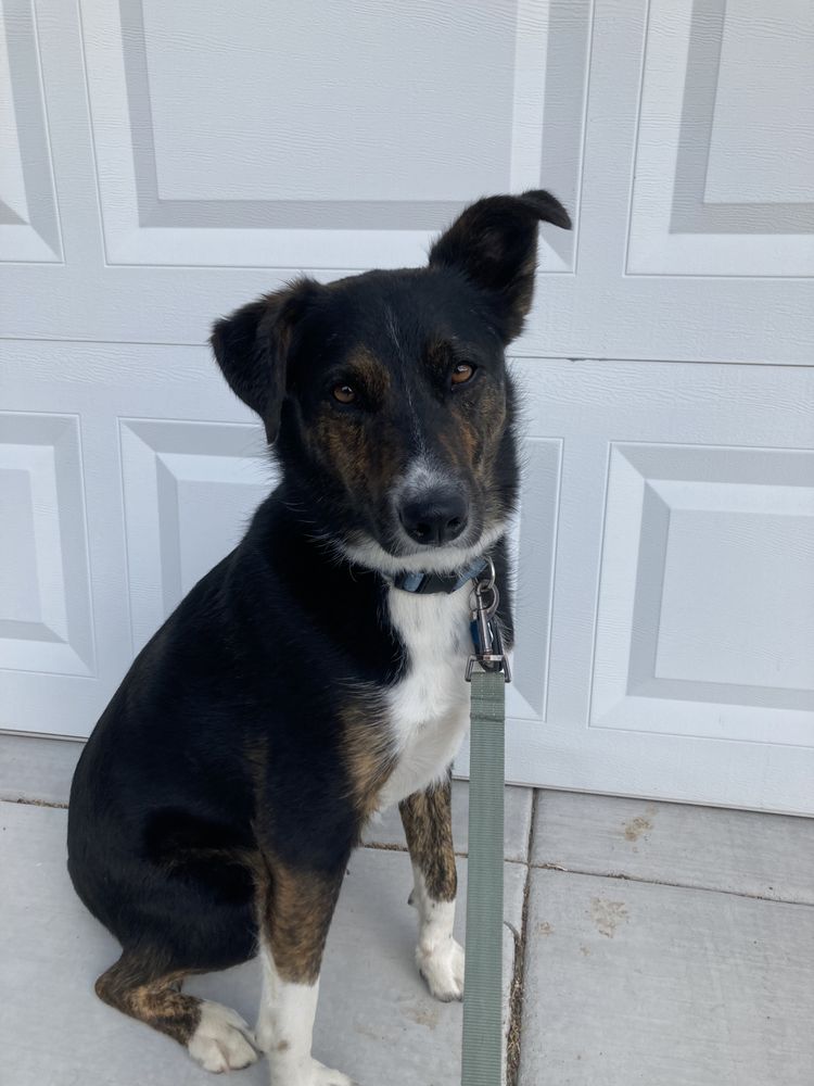 Biggest Little Pet Sitter - pet boarding facility in Reno, NV