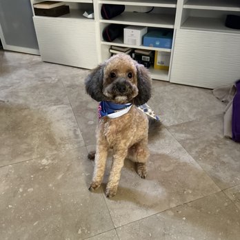 LeDog Barber - Our little pup Manee - Pet Groomers Near Me - San Diego, California