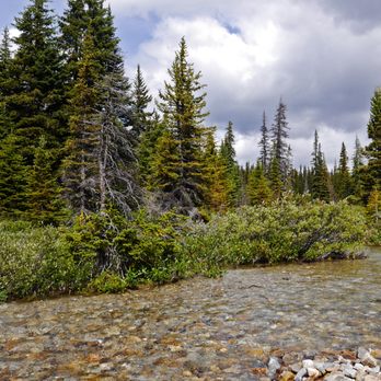 Bow Lake - Enjoy a walk through the wetlands as you head away from the lodge - Lakes Near Me