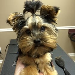 Park Your Paws - Boarding, Grooming, Day Camp - Zoey's new cut!