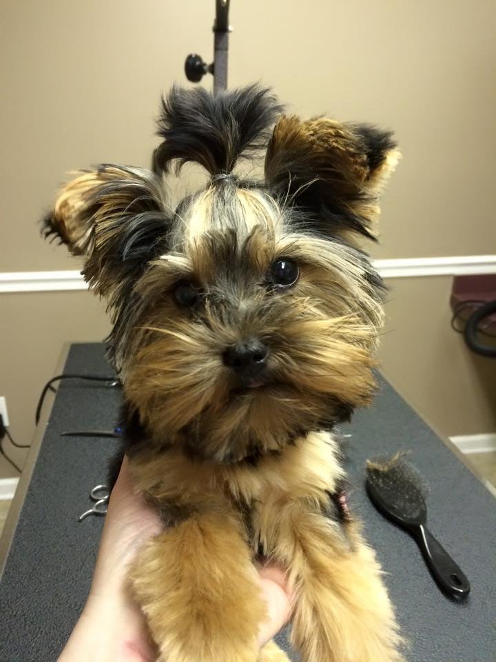 PARK YOUR PAWS BOARDING, GROOMING, DAY CAMP Updated October 2024