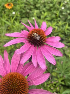Green Animals Topiary Garden by null
